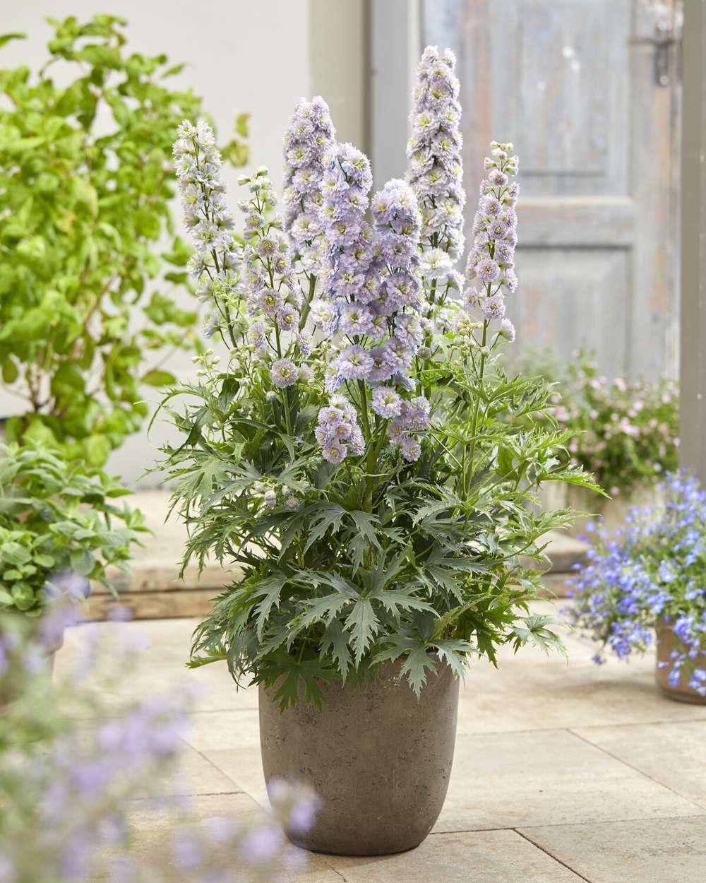 Ridderspore 'Highlander Rainbow Sensation'